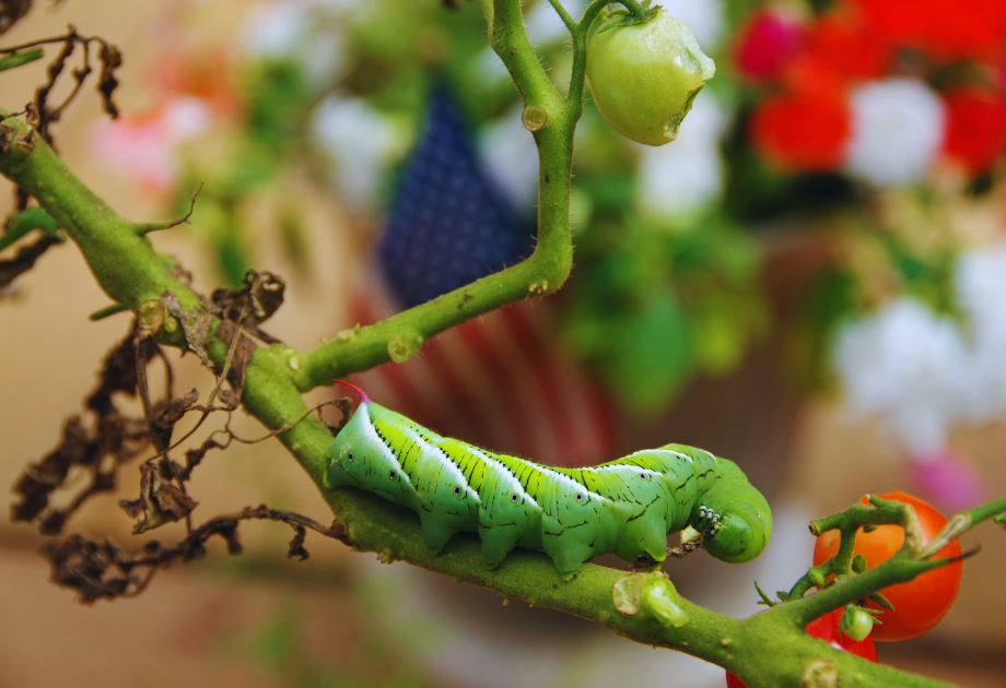 Unwelcome hornworm